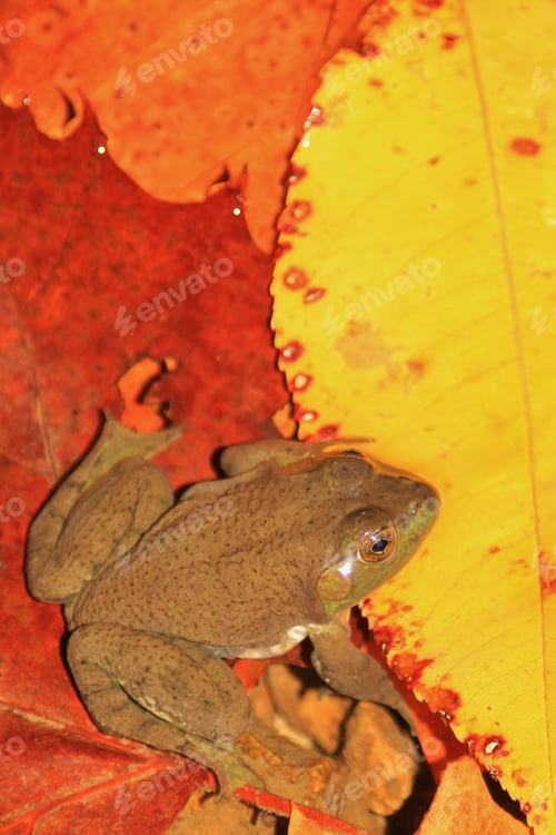 Vista previa: Autumn Leaves And Fall Frog - Colors In Nature Background - Blending In