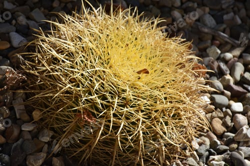 Preview: Prickly Hay Stack Cactus In Southern California.