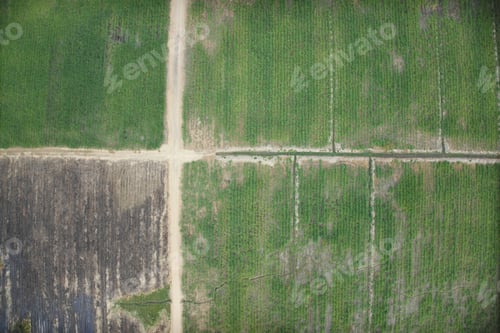 Preview: Aerial View Of Farm. Sugar Cane Agriculture.