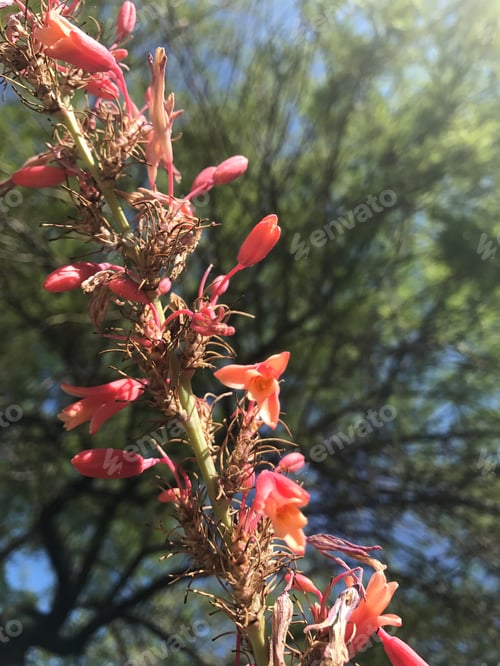 Preview: A Red Yucca Plant With Small Flowers 8084