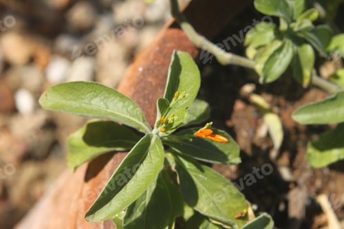 Preview: A Closeup Of A Mexican Honeysuckle Plant With Green Leaves And Bright Orange Flower Buds 2800