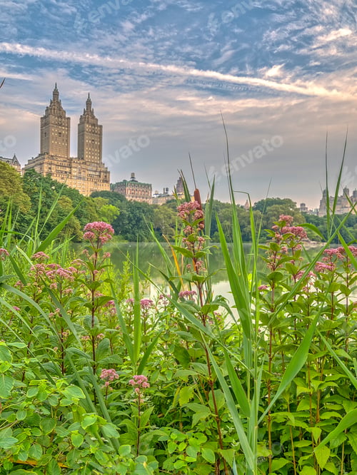 Preview: Central Park, New York City In Summer With Flowers