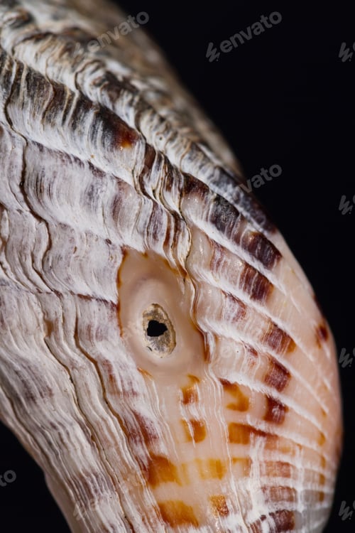 Preview: Colorful Beautiful Sea Shell With Amazing Layers And Details On A Black Background