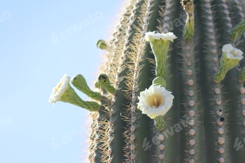 Preview: Cactus Blooming in Desert Sunlight Against Sky
