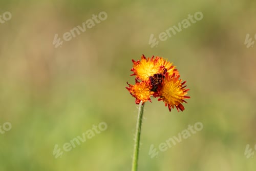 Preview: Little Yellow And Orange Hawkweed Flower