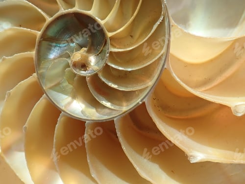 Preview: Chambered Nautilus Sea Shell