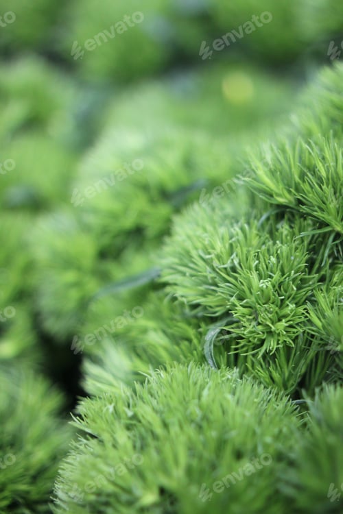 Preview: A Unique Dianthus Barbatus Known As Green Trick With Soft Fluffy Flowers 7427