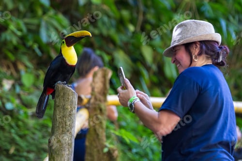 Preview: Nauyaca, Costa Rica - January 28: Toucan Perched On A Pole Near Tourists In Costa Rica. January 28