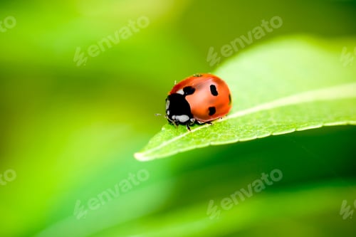 Preview: Ladybug Balanced On A Bright Green Leaf