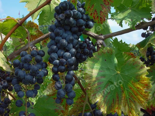 Preview: Grapes On A Vine In The Sunshine