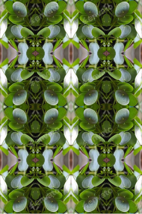 Preview: A Lush Green Pilea Peperomia Plant Abstract 0277
