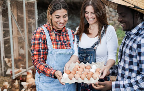 Preview: Happy Farmers Collecting Organic Eggs From Henhouse - Multiracial People Having Fun Working At
