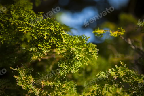 Preview: Detail Of A Japanese Plant In The Japanese Garden