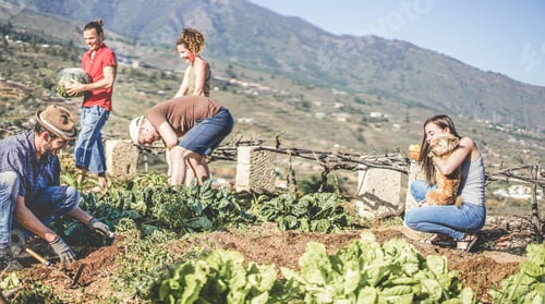 Preview: Happy Team Harvesting Fresh Vegetables In The Greenhouse Garden - Young Woman Playing With Dog And