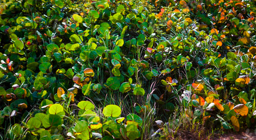 Preview: Green Cactus And Vegetation