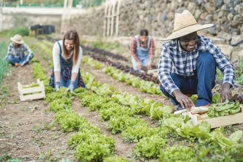 Preview: Multiracial People Working While Picking Up Lettuce Plant - Soft Focus On African Man Hands