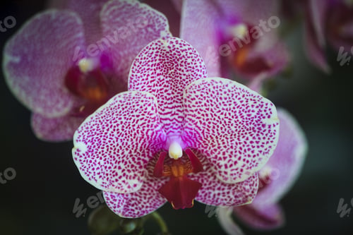Preview: Closeup Detail Of A Beautiful Orchids Flower With A Blurry Background Garden.