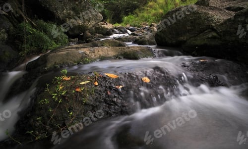 Preview: Green Forest By A River