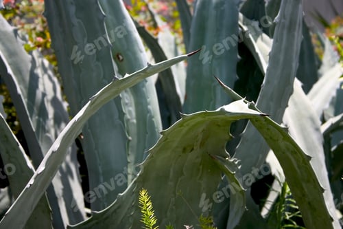 Preview: Aloe
