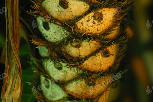 Preview: Tropical Tree Trunk