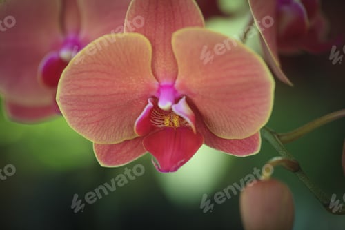 Preview: Closeup Detail Of A Beautiful Orchids Flower With A Blurry Background Garden.