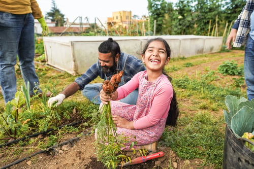 Preview: Indian Family Picking Up Organic Carrots From House Garden Outdoor - Vegetarian, Healthy Food And