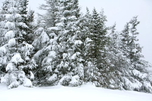 Preview: White Winter Pine Trees, To See More Search: "Winterlakeplacid"