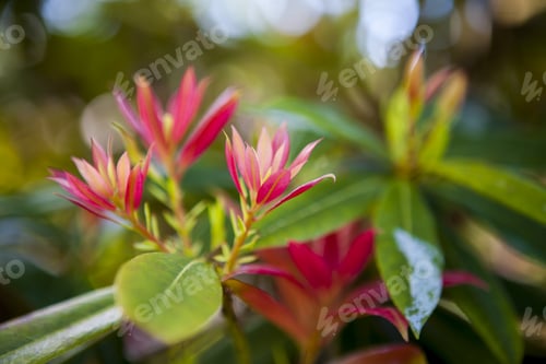 Preview: Detail Of A Japanese Flower