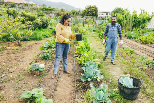Preview: Indian Wife And Her Husband Picking Up Organic Vegetables From Home Garden Outdoor - Asian Family