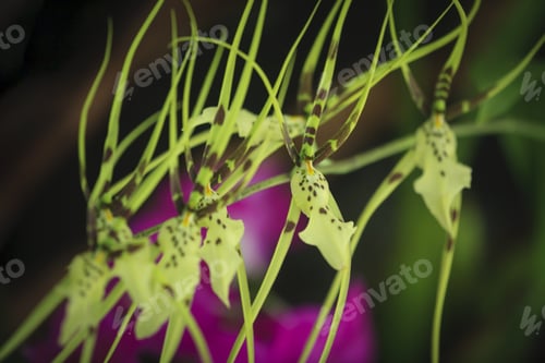 Preview: Closeup Detail Of A Beautiful Orchids Flower With A Blurry Background Garden.