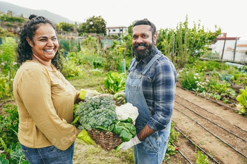 Preview: Indian Wife And Her Husband Picking Up Organic Vegetables From Garden Outdoor - Asian Family Having