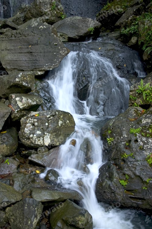 Preview: Running Water At El Yunque Puerto Rico