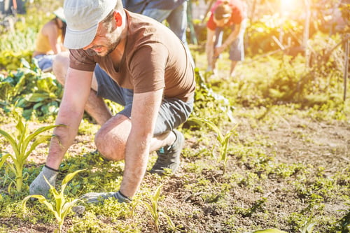 Preview: Work Team Harvesting Fresh Vegetables In The Community Greenhouse Garden - Happy Farmers People At