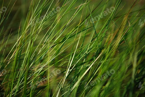 Preview: Soft Grass