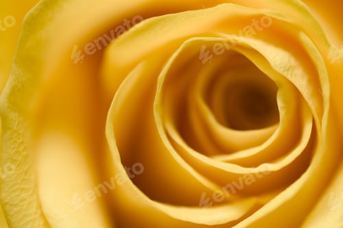 Preview: Inside The Yellow Rose