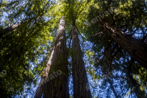 Preview: Forest National Park