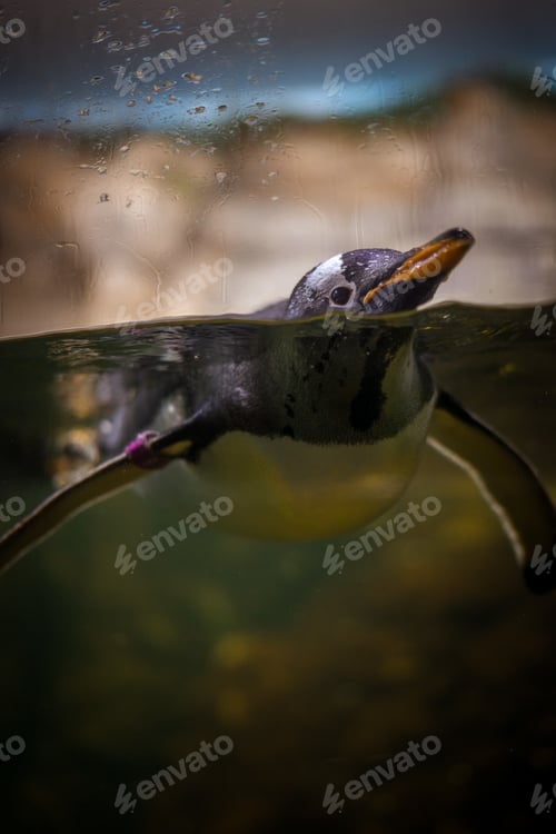 Preview: A Selective Focus Shot Of A Cute Penguin Swimming Underwater