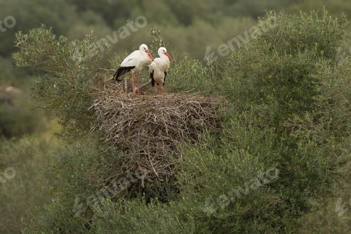 Preview: A Beautiful Shot Of Two White Storks Standing Gracefully On Their Nest On Top Of A Big Bush