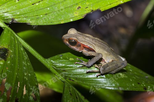 Preview: Rhaebo Haematiticus, Cope Toad, On Leaf In Caribbean Tropical Lowland Rainforest, Costa Rica,