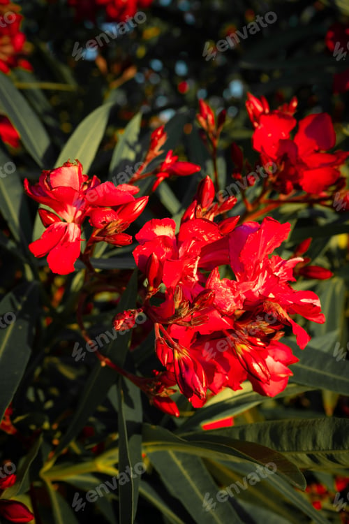 Preview: The Red Beautiful Blossomed Oleander Flowers
