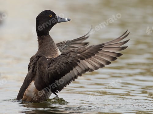 Preview: A Closeup Shot Of Common Goldeneye