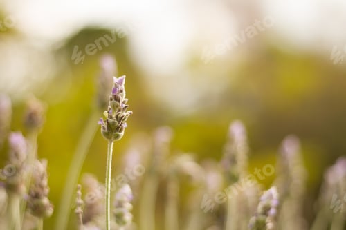 Preview: A Selective Focus Shot Of A Beautiful Lavender Flower In The Middle Of A Field