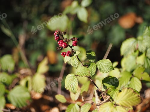 Preview: A Selective Focus Shot Of Raspberries Ripening