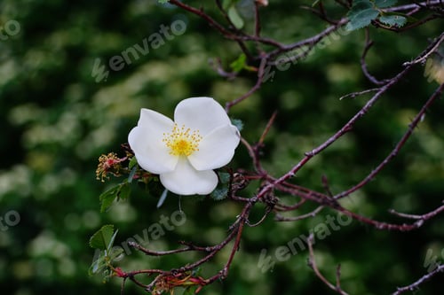 Preview: A Closeup Shot Of A Beautiful White Dog Rose