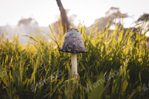 Preview: A Closeup Shot Of A Mushroom In The Fiel