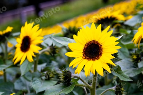 Preview: A Closeup Shot Of Sunflowers In A Field