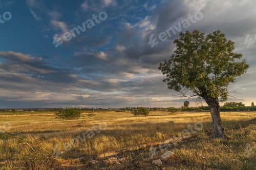 Preview: A Landscape Of Dried Grass And Tree On The Field Under A Cloudy Sky