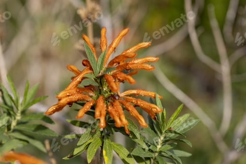 Preview: A Closeup Of A "Lion'S Tail" Or "Wild Dagga" Plant