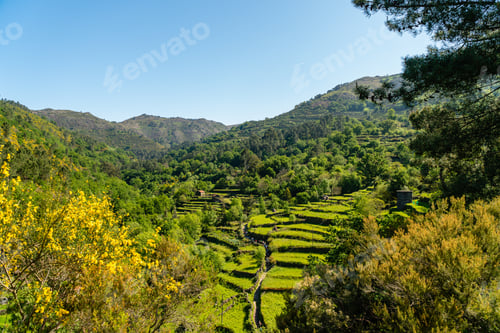 Preview: A Beautiful View Of A Vineyard Surrounded By Greenery