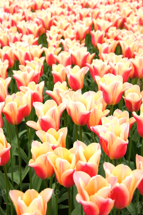 Preview: Group Of Pink And White Spring Tulips, Keukenhof Gardens, Netherlands